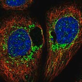 Anti-DAP antibody produced in rabbit Prestige Antibodies® Powered by Atlas Antibodies, affinity isolated antibody, buffered aqueous glycerol solution