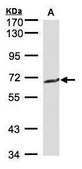 Anti-GGT1 antibody produced in rabbit