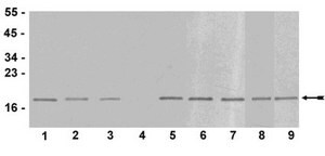 抗三甲基组蛋白H3（Lys9）抗体 serum, Upstate®