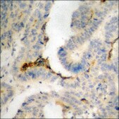 Anti-phospho-STAT2 (pTyr690) antibody produced in rabbit affinity isolated antibody