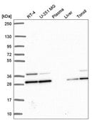 Anti-PGAM1 antibody produced in rabbit Prestige Antibodies® Powered by Atlas Antibodies, affinity isolated antibody