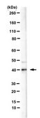 Anti-Cathepsin S from rabbit, purified by affinity chromatography
