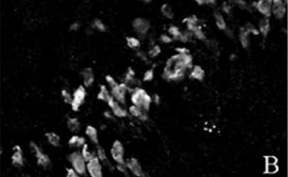 抗NeuN抗体，克隆A60 clone A60, Chemicon&#174;, from mouse