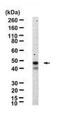 Anti-CD16/FcRIII Antibody, clone 1N11 ZooMAb® Rabbit Monoclonal recombinant, expressed in HEK 293 cells