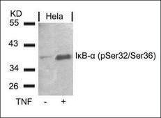Anti-phospho-NFKBIA (pSer32/pSer36) antibody produced in rabbit affinity isolated antibody