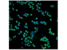 Anti-Olig2 Antibody, clone 211F1.1 clone 211F1.1, from mouse
