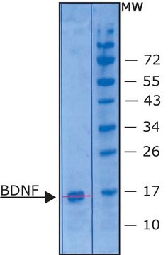 BDNF human Carrier free, recombinant, expressed in E. coli, &#8805;95% (SDS-PAGE), suitable for cell culture