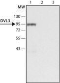 Anti-DVL3 (C-terminal region) antibody produced in rabbit ~1.5 mg/mL, affinity isolated antibody, buffered aqueous solution