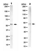 Anti-PTB Antibody, clone BB7 clone Bb7, from mouse