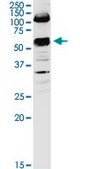 Anti-SLC3A2 antibody produced in rabbit IgG fraction of antiserum, buffered aqueous solution