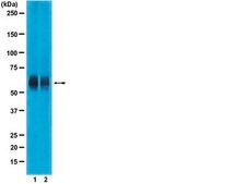 Anti-RUNX2 Antibody, clone AS110 clone AS110, from mouse