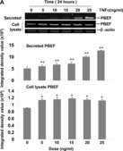 抗 β-肌动蛋白抗体，小鼠单克隆 clone AC-15, purified from hybridoma cell culture