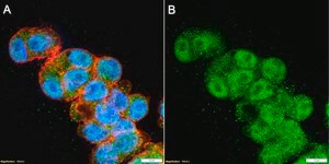 Anti-KDM2B/FBXL10 Antibody, clone 2F12 ZooMAb® Rabbit Monoclonal recombinant, expressed in HEK 293 cells