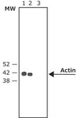 抗 小鼠 IgG（Fc 特异性）-碱性磷酸酶 山羊抗 affinity isolated antibody, buffered aqueous solution