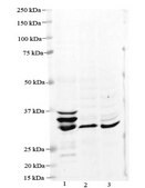 Anti-MPST antibody produced in rabbit affinity isolated antibody