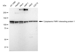 KD-Validated Anti Cytoplasmic FMR1 interacting protein 1 Antibody, clone 23GB1605, Rabbit Monoclonal clone 23GB1605, recombinant rabbit monoclonal, expressed in HEK293 cells