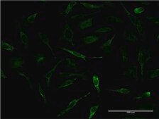 Monoclonal Anti-APOA2 antibody produced in mouse clone 1H6, purified immunoglobulin, buffered aqueous solution