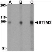 Anti-STIM2 (ab2) antibody produced in rabbit affinity isolated antibody, buffered aqueous solution