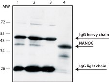 Monoclonal Anti-Nanog 小鼠抗 clone NNG-811, purified from hybridoma cell culture