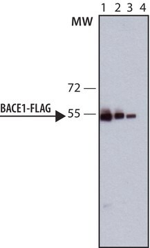 单克隆抗 FLAG过氧化物酶 大鼠抗 2-4&#160;mg/mL, clone 6F7, purified immunoglobulin