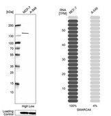 Monoclonal Anti-Smarca4 Antibody Produced In Mouse Prestige Antibodies® Powered by Atlas Antibodies, clone CL13779, affinity isolated antibody, buffered aqueous glycerol solution