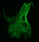 单克隆抗-微管蛋白，酪氨酸 小鼠抗 clone TUB-1A2, ascites fluid