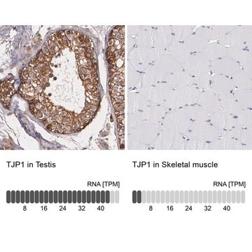 Anti-TJP1 antibody produced in rabbit Ab1, Prestige Antibodies&#174; Powered by Atlas Antibodies, affinity isolated antibody, buffered aqueous glycerol solution