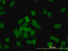 Monoclonal Anti-CNAP1 antibody produced in mouse clone 4C12, purified immunoglobulin, buffered aqueous solution