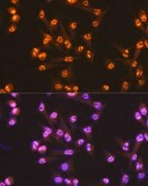 Anti-Cdc25C Antibody, clone 6R0I6, Rabbit Monoclonal
