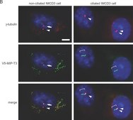 Anti-Acetylated Tubulin antibody, Mouse monoclonal clone 6-11B-1, purified from hybridoma cell culture
