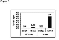 ChIPAb+ HDAC2 - ChIP Validated Antibody and Primer Set from mouse