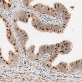 Anti-FMO1 antibody produced in rabbit Prestige Antibodies® Powered by Atlas Antibodies, affinity isolated antibody, buffered aqueous glycerol solution