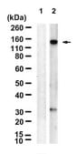 Anti-p-Upf1 (Ser1127) Antibody, clone 1C4-H1 ZooMAb® Rabbit Monoclonal recombinant, expressed in HEK 293 cells