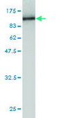 Monoclonal Anti-COL5A1 antibody produced in mouse clone 2F4, purified immunoglobulin, buffered aqueous solution