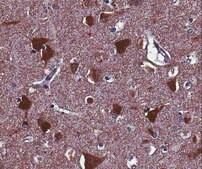 抗-Homer1抗体 from rabbit, purified by affinity chromatography