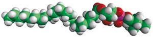 24:0 Lyso PC 1-lignoceroyl-2-hydroxy-sn-glycero-3-phosphocholine, powder