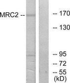 Anti-MRC2 antibody produced in rabbit affinity isolated antibody