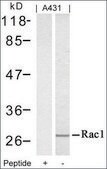 Anti-RAC1 (Ab-71) antibody produced in rabbit affinity isolated antibody