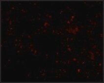Anti-SCARB1 antibody produced in rabbit affinity isolated antibody, buffered aqueous solution