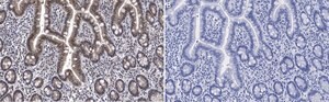 Anti-ATM Antibody, clone 4N19, ZooMAb® Rabbit Monoclonal recombinant, expressed in HEK 293 cells