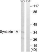 Anti-Syntaxin 1A, N-Terminal antibody produced in rabbit affinity isolated antibody