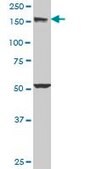 Monoclonal Anti-EEA1, (C-terminal) antibody produced in mouse clone 2G2, purified immunoglobulin, buffered aqueous solution