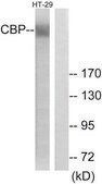 Anti-CBP antibody produced in rabbit affinity isolated antibody