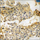 Anti-phospho-PKR (pThr446) antibody produced in rabbit affinity isolated antibody