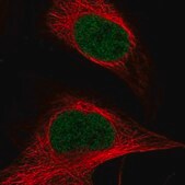 Anti-ASH2L antibody produced in rabbit Prestige Antibodies® Powered by Atlas Antibodies, affinity isolated antibody, buffered aqueous glycerol solution