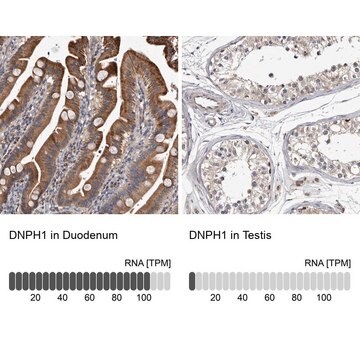 Anti-DNPH1 antibody produced in rabbit Prestige Antibodies® Powered by Atlas Antibodies, affinity isolated antibody, buffered aqueous glycerol solution, ab2