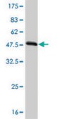 Monoclonal Anti-TAZ antibody produced in mouse clone 2B3, purified immunoglobulin, buffered aqueous solution