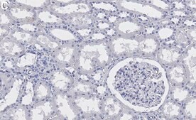 Anti-Myosin-9/MYH9 Antibody, clone 3O13 ZooMAb® Rabbit Monoclonal recombinant, expressed in HEK 293 cells