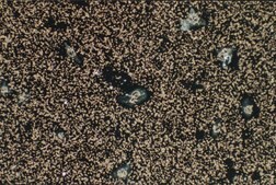 Anti-Integrin α2 Antibody, clone P1E6 clone P1E6, Chemicon®, from mouse