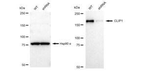 KD-Validated Anti CLIP1 Antibody, clone 23GB3080, Rabbit Monoclonal clone 23GB3080, recombinant rabbit monoclonal, expressed in HEK293 cells